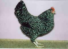 Thüringer Barthühner  